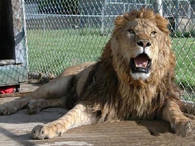 動(dòng)物園防護(hù)網(wǎng) (1).jpg